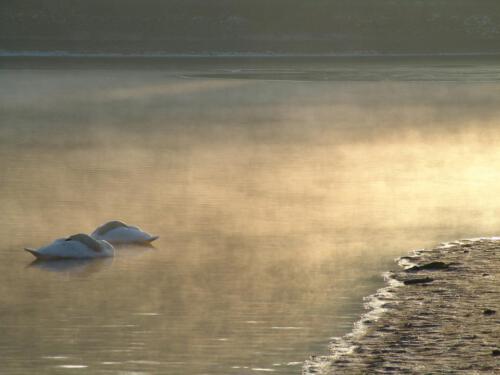 X-beliebige Schwäne
