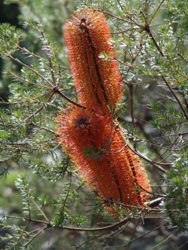 c-UWens Australia Day 09