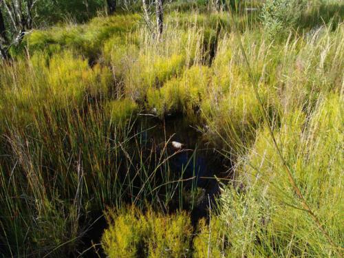 c-UWens Australia Day 16