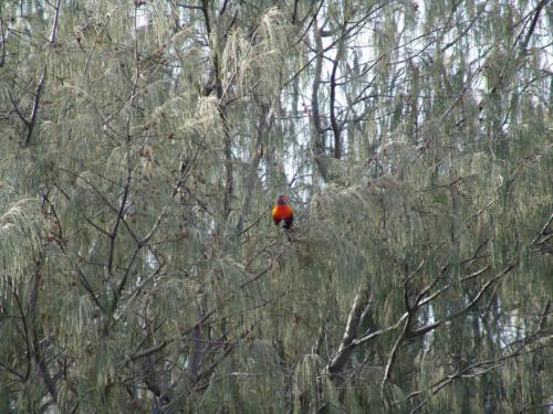 c-UWens Australia Day 20