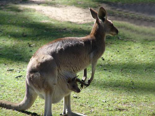 c-UWens Australia Day 33