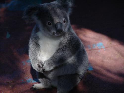 c-UWens Australia Day 34