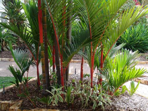 c-UWens Australia Day 65