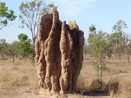 c-UWens Australia Day 68