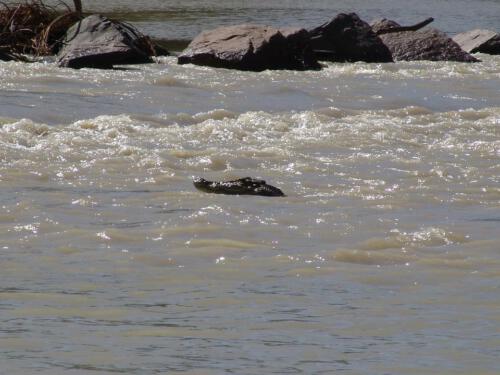 c-UWens Australia Day 70