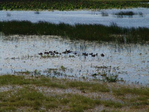 c-UWens Australia Day 72