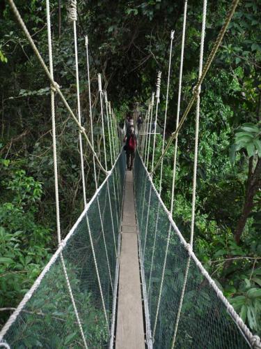 c-UWens 16Canopy-Walkway 01