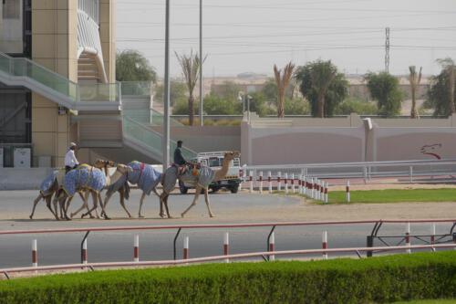 c-UWens Dubai u Co 06