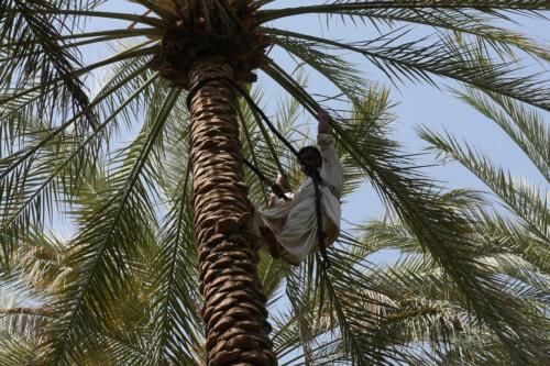 c-UWens Dubai u Co 26