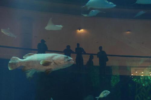 c-UWens Dubai u Co 54b