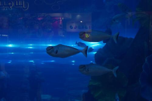 c-UWens Dubai u Co 54c