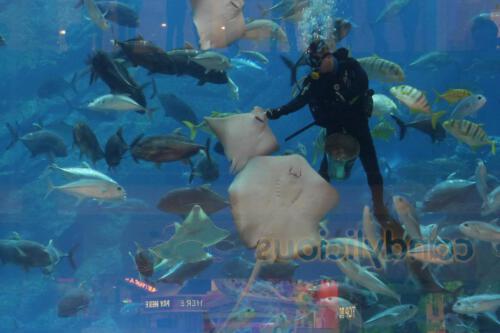 c-UWens Dubai u Co 54d