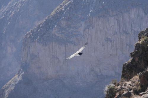 c-UWens El Condor Pasa 0002