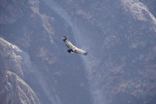 c-UWens El Condor Pasa 0003