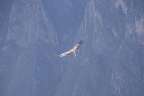 c-UWens El Condor Pasa 0004