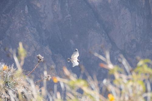 c-UWens El Condor Pasa 0005