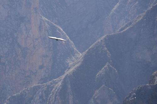 c-UWens El Condor Pasa 0006