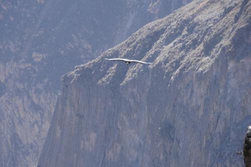 c-UWens El Condor Pasa 0007