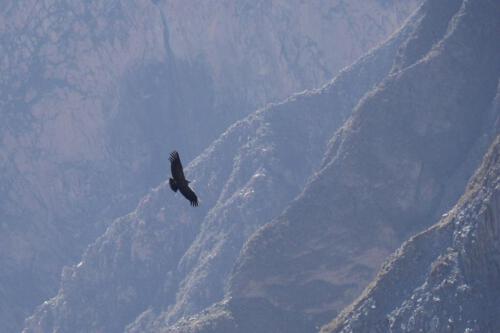 c-UWens El Condor Pasa 0008