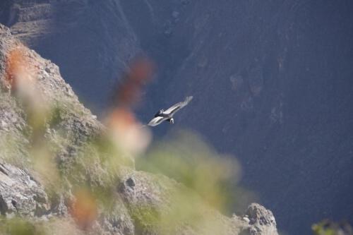 c-UWens El Condor Pasa 0010