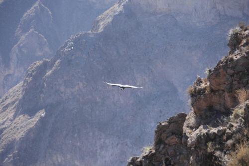 c-UWens El Condor Pasa 0011