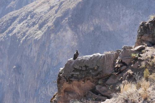 c-UWens El Condor Pasa 0012