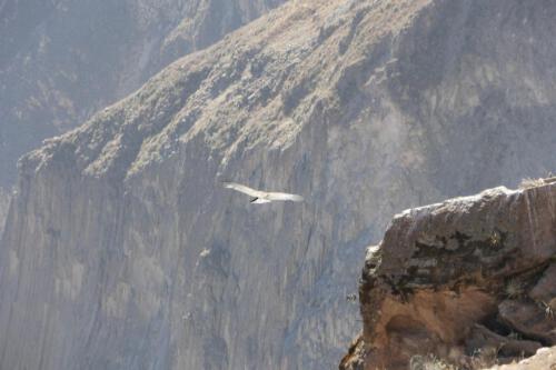 c-UWens El Condor Pasa 0013