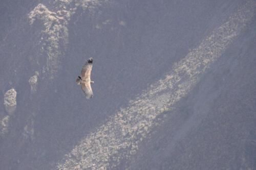 c-UWens El Condor Pasa 0014