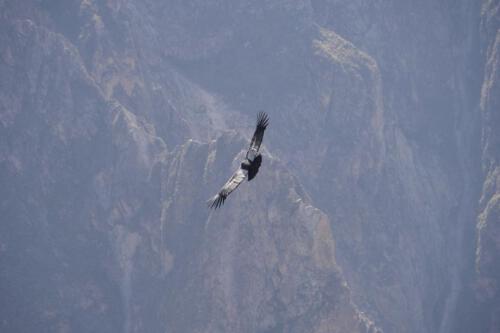 c-UWens El Condor Pasa 0015