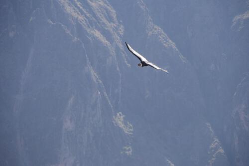 c-UWens El Condor Pasa 0016