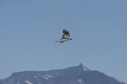 c-UWens El Condor Pasa 0017