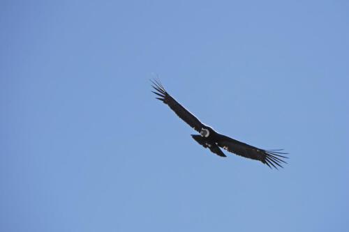 c-UWens El Condor Pasa 0018