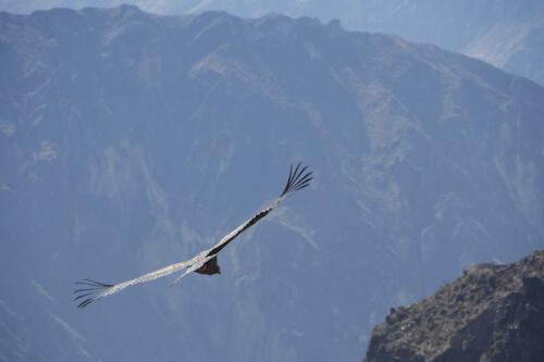 c-UWens El Condor Pasa 0019