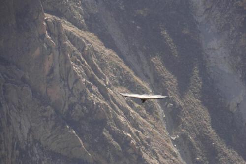 c-UWens El Condor Pasa 0020