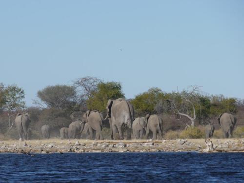 c-UWens Elefanten-Etosha 01