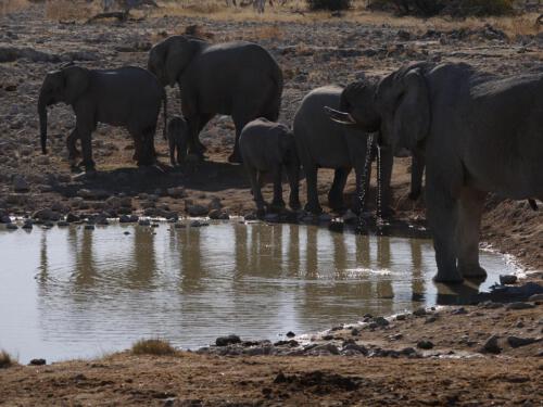 c-UWens Elefanten-Etosha 02