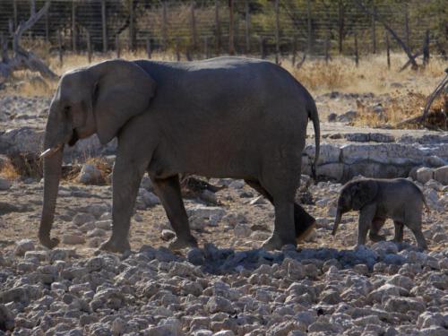 c-UWens Elefanten-Etosha 03