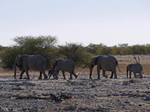 c-UWens Elefanten-Etosha 04