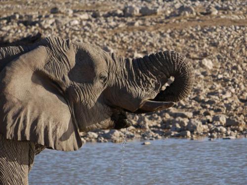 c-UWens Elefanten-Etosha 05