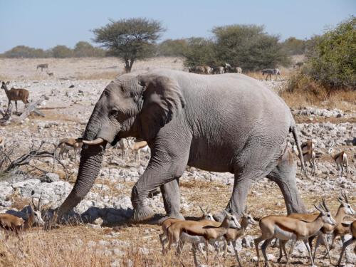c-UWens Elefanten-Etosha 06