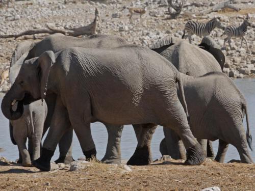 c-UWens Elefanten-Etosha 07