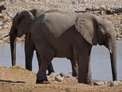 c-UWens Elefanten-Etosha 08