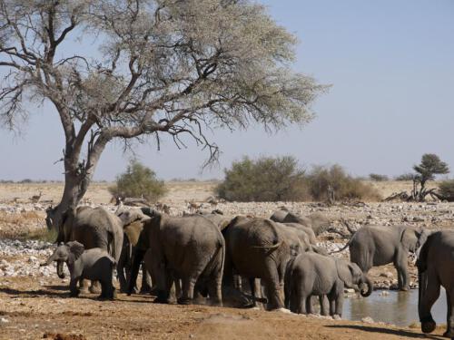 c-UWens Elefanten-Etosha 09