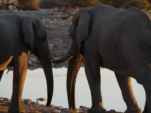 c-UWens Elefanten-Etosha 10