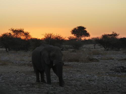 c-UWens Elefanten-Etosha 12