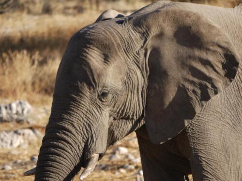 c-UWens Elefanten-Etosha 14