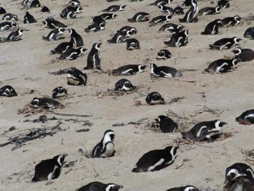 c-UWens Freedom-Day 0017