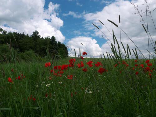 c-UWens Eckenbachtal 10