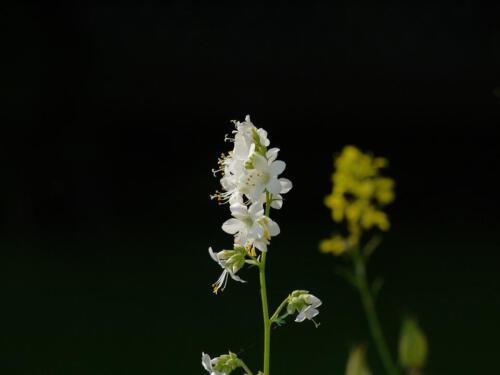 c-UWens Junibilder 12