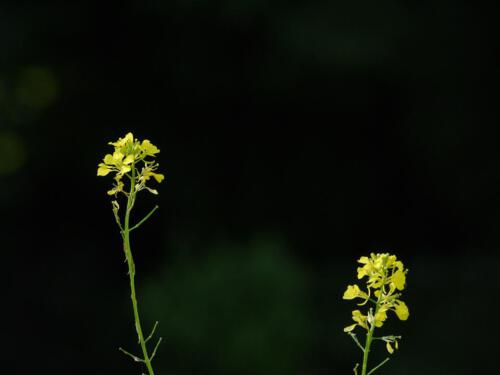 c-UWens Junibilder 13